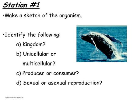 Station #1 Make a sketch of the organism. Identify the following: a) Kingdom? b) Unicellular or multicellular? c) Producer or consumer? d) Sexual or asexual.