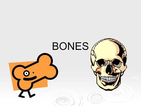 BONES. The Skeleton -Contains approx. 206 bones. -Main function: rigid framework for support, protection, and storage. -The human skeleton is divided.