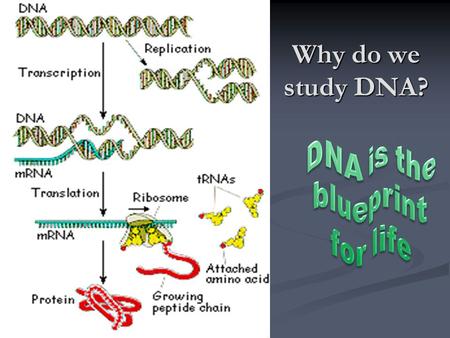 Why do we study DNA? DNA is the blueprint for life.