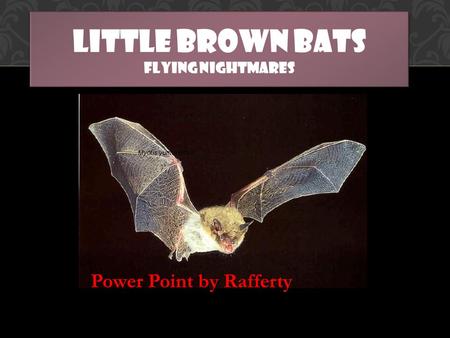 LITTLE BROWN BATS FLYING NIGHTMARES Power Point by Rafferty.