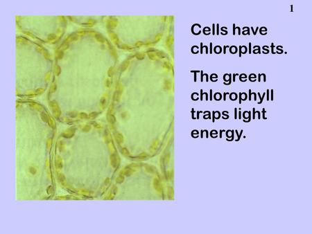 1 Cells have chloroplasts. The green chlorophyll traps light energy.
