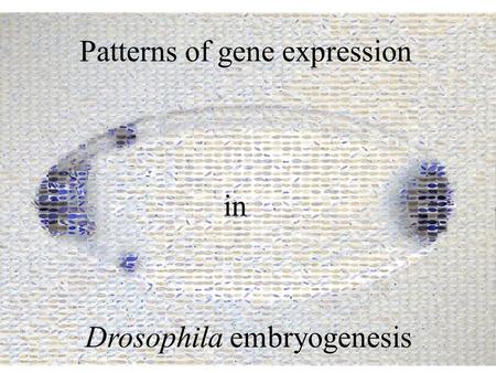 Patterns of gene expression Drosophila embryogenesis in.