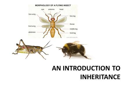 AN INTRODUCTION TO INHERITANCE. In your group Define 5 attributes that you would use to describe persons. Define 3 different attributes that can describe.