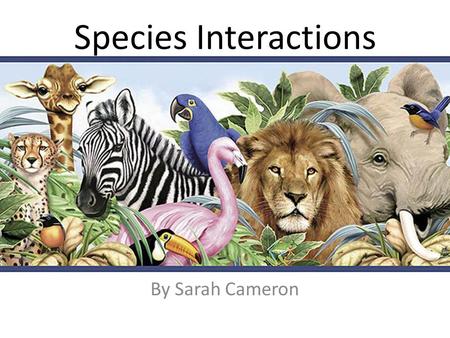 Species Interactions By Sarah Cameron. Species Competition Interspecific Competition: competition between members of different species Intraspecific Competition: