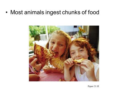 Most animals ingest chunks of food