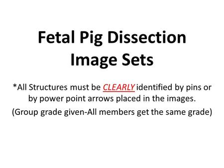 Fetal Pig Dissection Image Sets