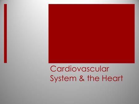 Cardiovascular System & the Heart. The Cardiovascular System SN p. 125  Links all parts of your body  Consists of heart, blood vessels, and blood 