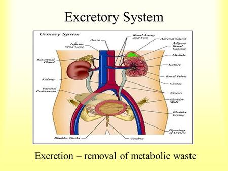Excretory System Excretion – removal of metabolic waste.