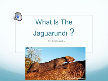 What Is The Jaguarundi ? By: Lillian Willis The crazy Jaguarundi diet A Jaguarandi eats plenty of different things. Jaguarundi’s likes: Mice, Rats, Rabbits,