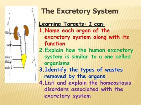The Excretory System Learning Targets: I can: 1.Name each organ of the excretory system along with its function 2.Explain how the human excretory system.