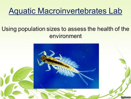 Aquatic Macroinvertebrates Lab Using population sizes to assess the health of the environment.