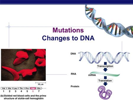 Mutations Changes to DNA