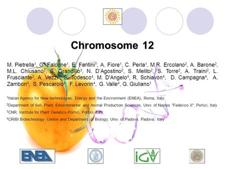 Chromosome 12 M. Pietrella 1, G. Falcone 1, E. Fantini 1, A. Fiore 1, C. Perla 1, M.R. Ercolano 2, A. Barone 2, M.L. Chiusano 2, S. Grandillo 3, N. D’Agostino.