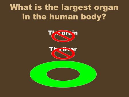 What is the largest organ in the human body? The brain The liver The skin.