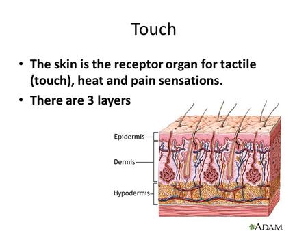 Touch The skin is the receptor organ for tactile (touch), heat and pain sensations. There are 3 layers.