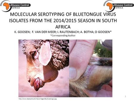 MOLECULAR SEROTYPING OF BLUETONGUE VIRUS ISOLATES FROM THE 2014/2015 SEASON IN SOUTH AFRICA K. GOOSEN; F. VAN DER MEER; I. RAUTENBACH; A. BOTHA; D GOOSEN*