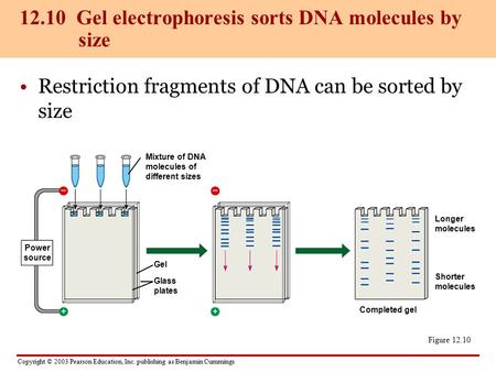 12.10 Gel electrophoresis sorts DNA molecules by size
