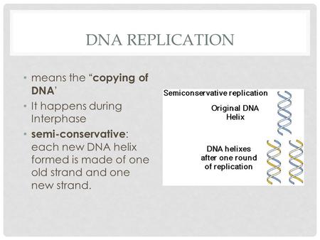 DNA REPLICATION means the “ copying of DNA ’ It happens during Interphase semi-conservative : each new DNA helix formed is made of one old strand and one.