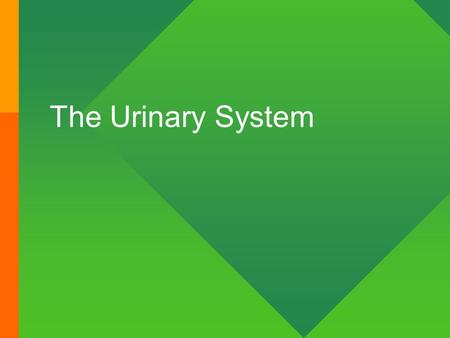 The Urinary System. Kidney Functions (1) Your kidneys filters your blood daily, allowing urinary excretion of toxins, metabolic wastes, and excess ions.