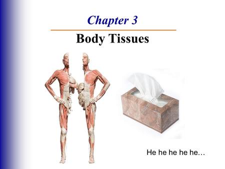Chapter 3 Body Tissues He he he he he….