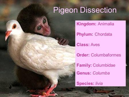 Pigeon Dissection Kingdom: Animalia Phylum: Chordata Class: Aves Order: Columbaformes Family: Columbidae Genus: Columba Species: livia.