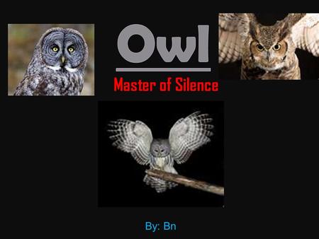 Owl Master of Silence By: Bn.