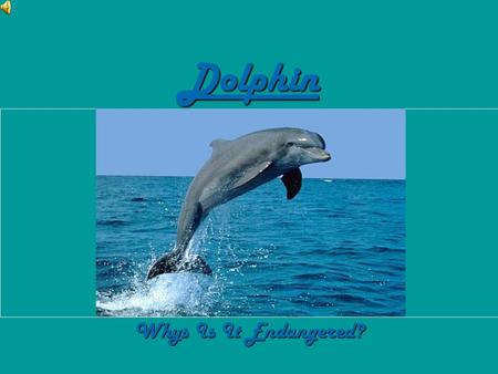 Dolphin Whys Is It Endangered?. Why Its Endangered… HHHHere’s a fact: Most of the reasons why the dolphins are endangered is because of the humans!