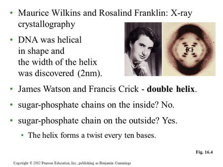 Maurice Wilkins and Rosalind Franklin: X-ray crystallography DNA was helical in shape and the width of the helix was discovered (2nm). Copyright © 2002.