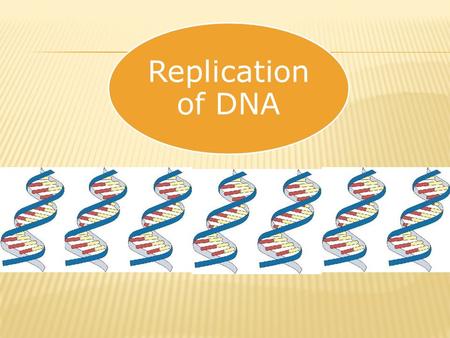 Replication of DNA.