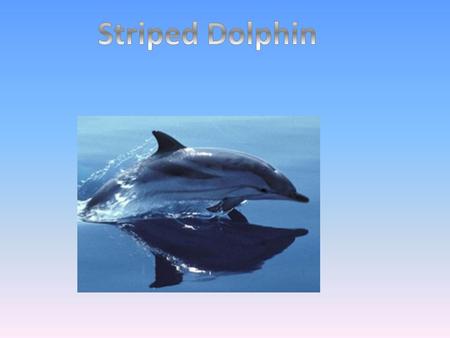 Striped Dolphin.