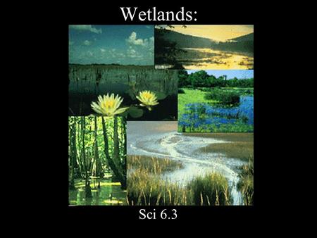 Wetlands: Sci 6.3. Land covered by water during some part of the year.