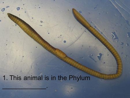 1. This animal is in the Phylum ____________.. 2. Which letter is ventral? A B C D.