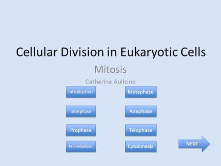 Cellular Division in Eukaryotic Cells