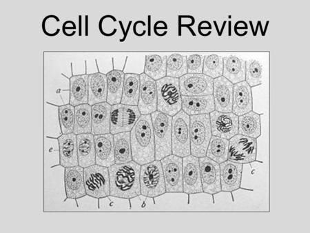 Cell Cycle Review. What is the name of the repeating process that takes place throughout a cell’s life? The cell cycle.