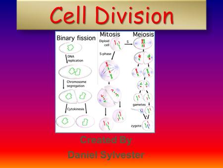 Cell Division Created By Daniel Sylvester What are we going to learn about cell division? What events take place during the three stages of the cell.