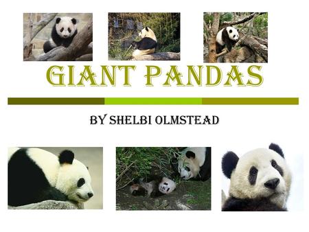 Giant PANDAS By Shelbi olmstead. Diagram of a Panda back snout ear legs tail Water-proof fur stomach nose eye neck back.
