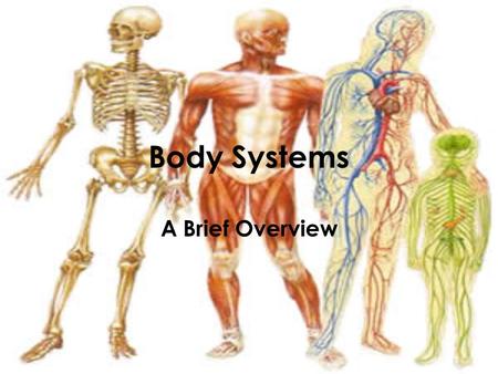 Body Systems A Brief Overview. Levels of Organization in Living Things Cell –Red blood cell –Epithelial cell –Neuron Tissue –Epithelial tissue –Connective.