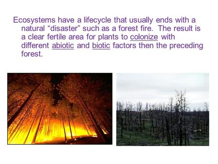 Ecosystems have a lifecycle that usually ends with a natural “disaster” such as a forest fire. The result is a clear fertile area for plants to colonize.