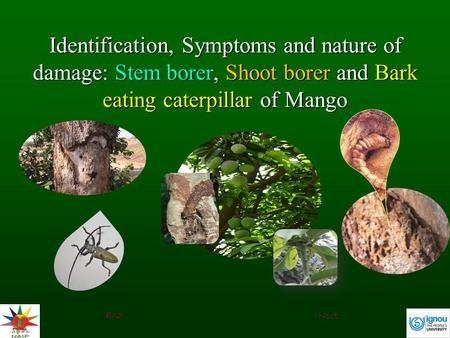 Identification, Symptoms and nature of damage: Stem borer, Shoot borer and Bark eating caterpillar of Mango End Next.