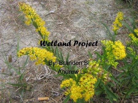 Wetland Project By: Brandon S. Andrew L..