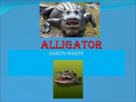 Alligator DARYN WHITE.