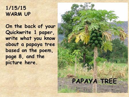 1/15/15 WARM UP On the back of your Quickwrite 1 paper, write what you know about a papaya tree based on the poem, page 8, and the picture here. PAPAYA.