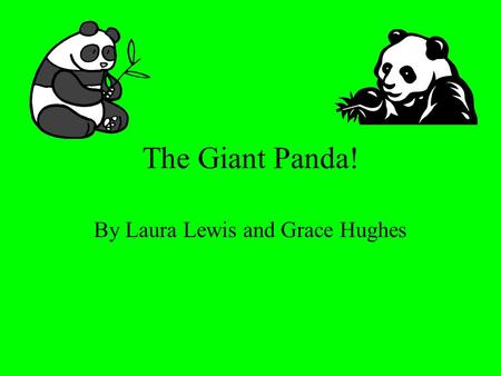 The Giant Panda! By Laura Lewis and Grace Hughes.