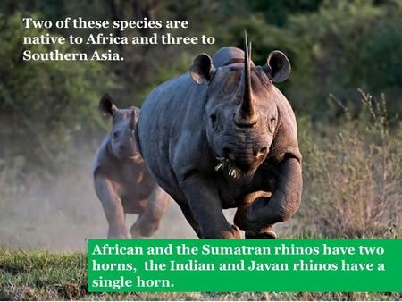 Two of these species are native to Africa and three to Southern Asia. African and the Sumatran rhinos have two horns, the Indian and Javan rhinos have.