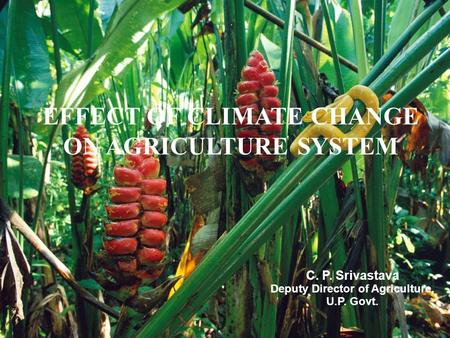 1 EFFECT OF CLIMATE CHANGE ON AGRICULTURE SYSTEM C. P. Srivastava Deputy Director of Agriculture, U.P. Govt.