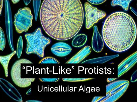 “Plant-Like” Protists: Unicellular Algae. Chlorophyll and accessory pigments allow algae to harvest and use energy from sunlight. –Both give algae a wide.
