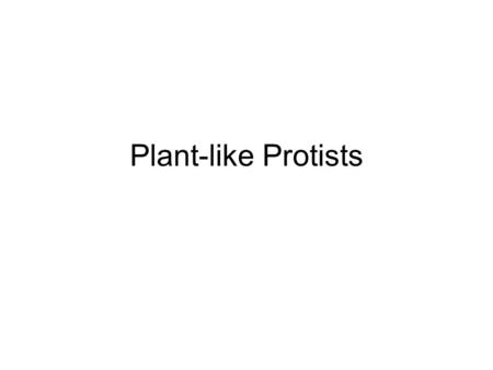Plant-like Protists. All are autotrophic. Sometimes referred to as algae even though not all are algae 7 different phylums that we will look at.