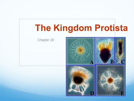 The Kingdom Protista Chapter 20.