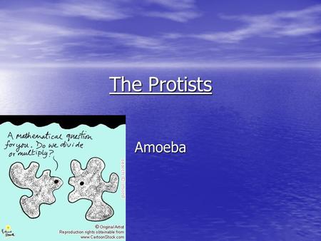 The Protists Amoeba.