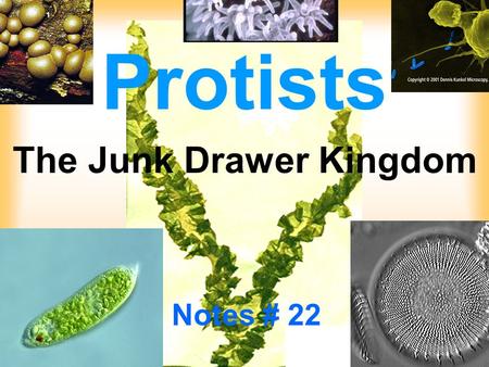 Protists The Junk Drawer Kingdom Notes # 22. Protists Most are unicellular All live in moist environments Are all eukaryotic —Have cells with nuclei.
